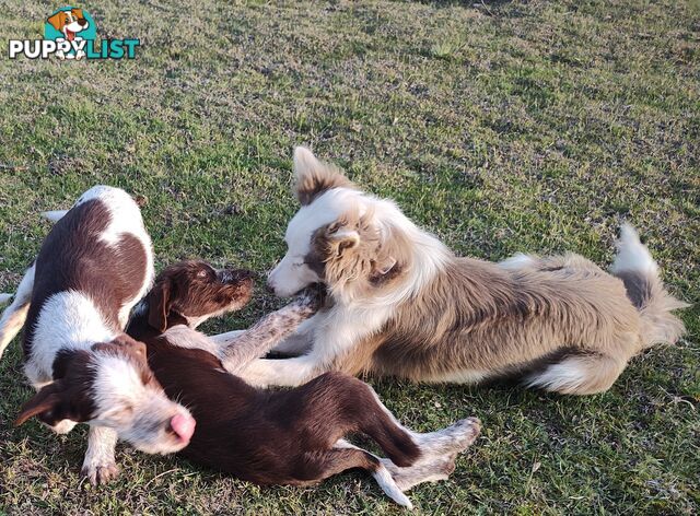 Border Collie X German wirehaired pointer