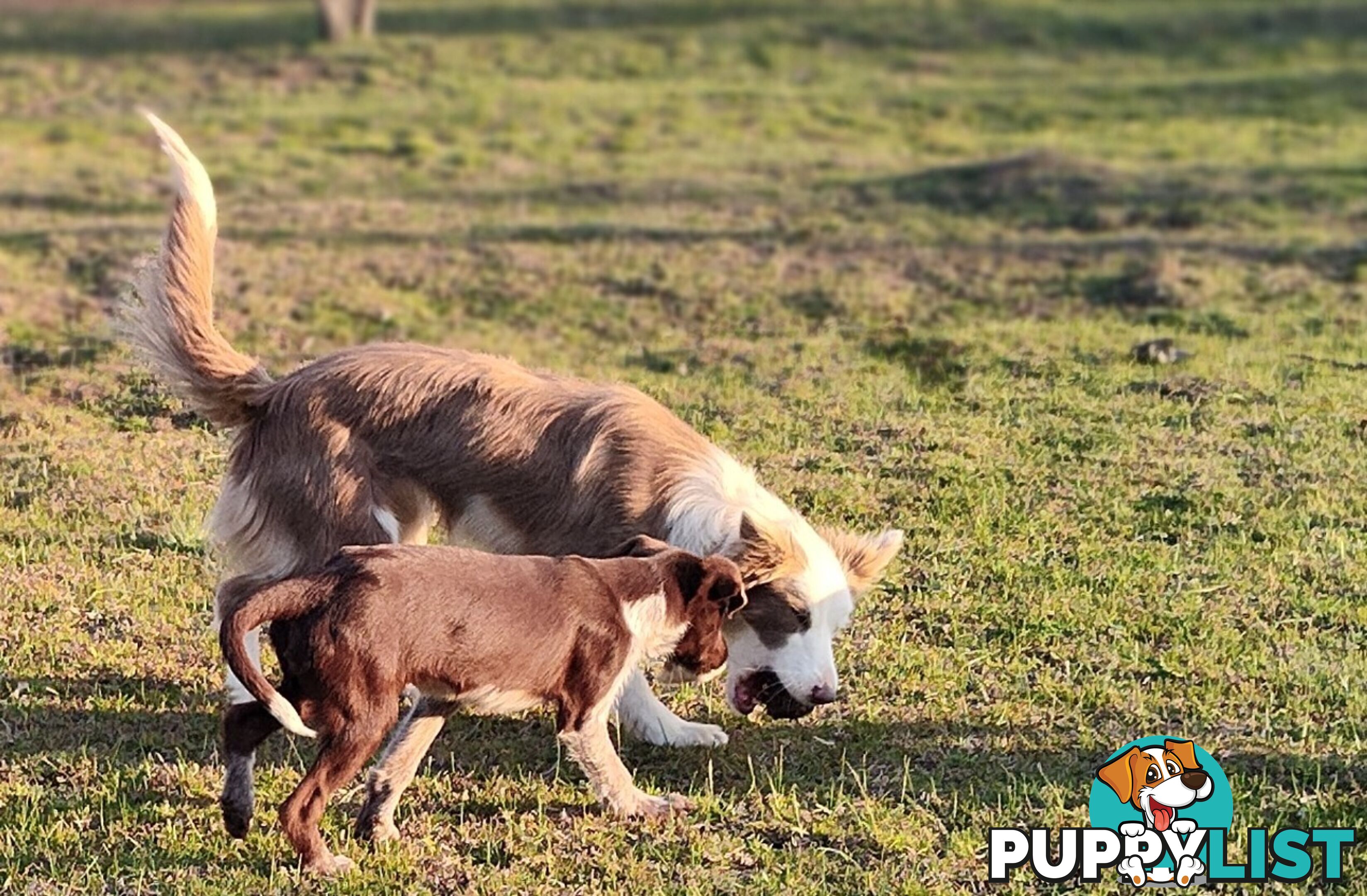 Border Collie X German wirehaired pointer