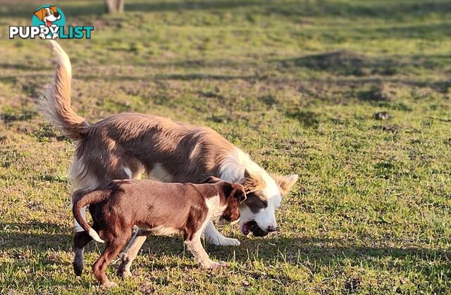 Border Collie X German wirehaired pointer