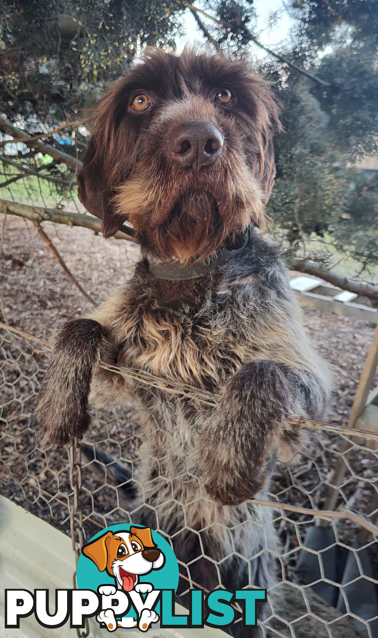 Border Collie X German wirehaired pointer