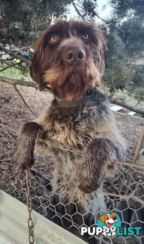 Border Collie X German wirehaired pointer