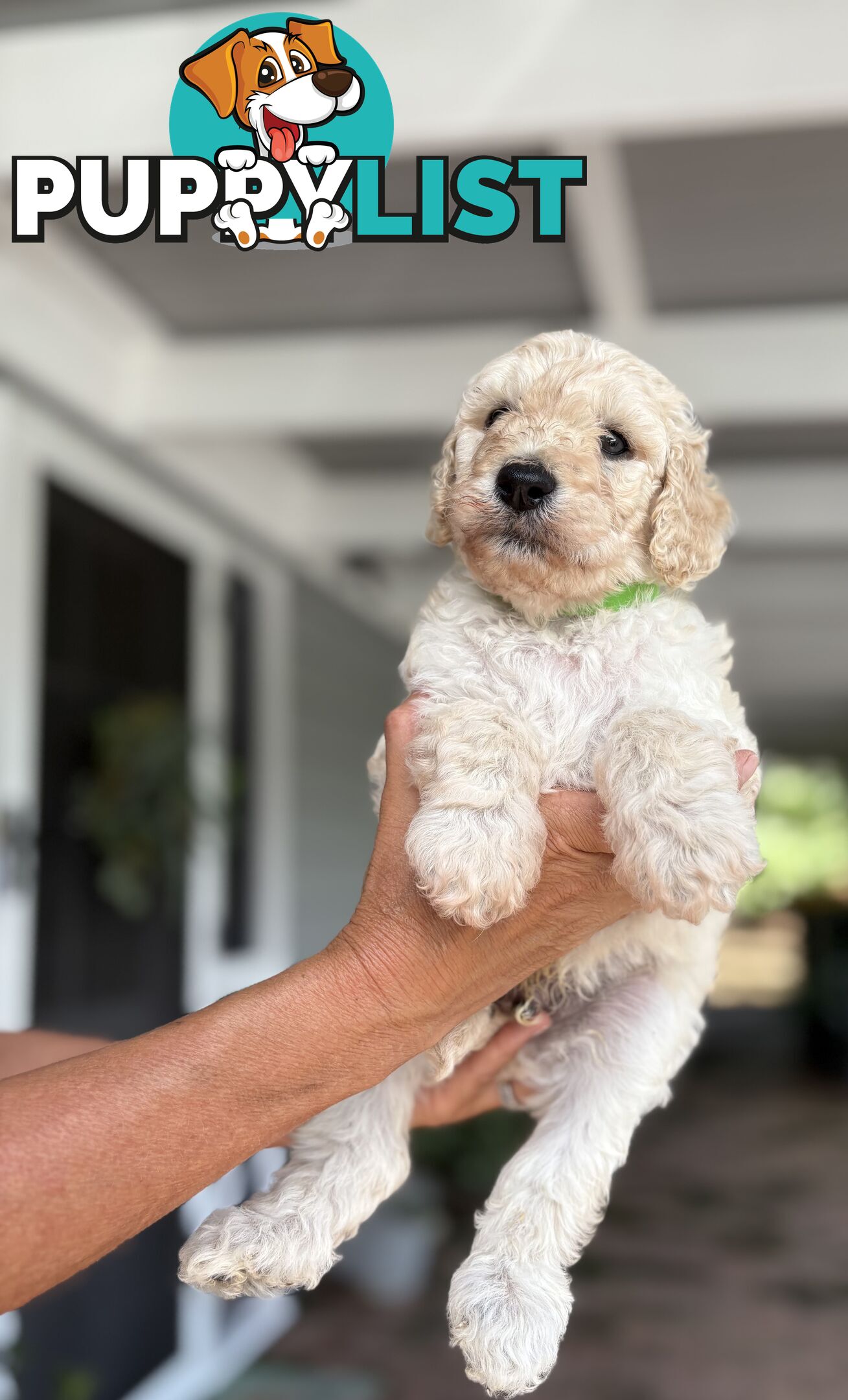 Standard Poodle Puppies