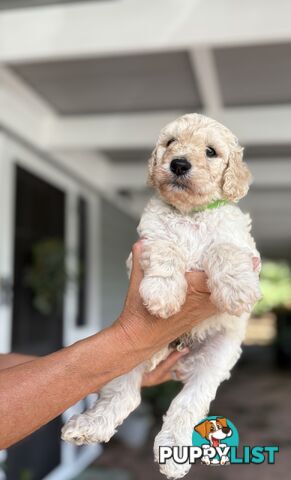 Standard Poodle Puppies