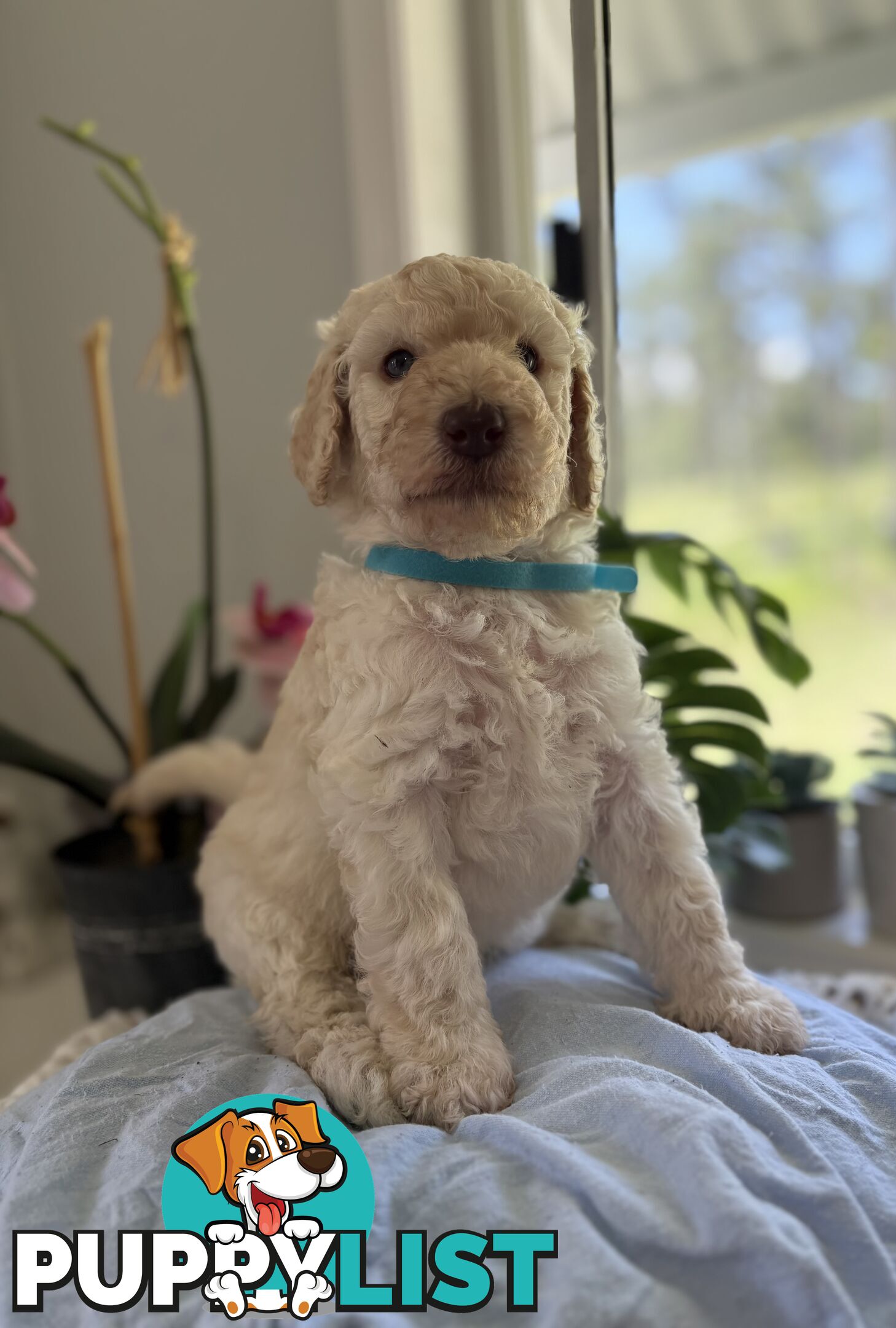 Standard Poodle Puppies