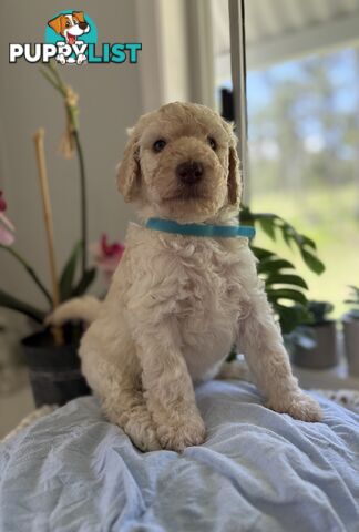 Standard Poodle Puppies