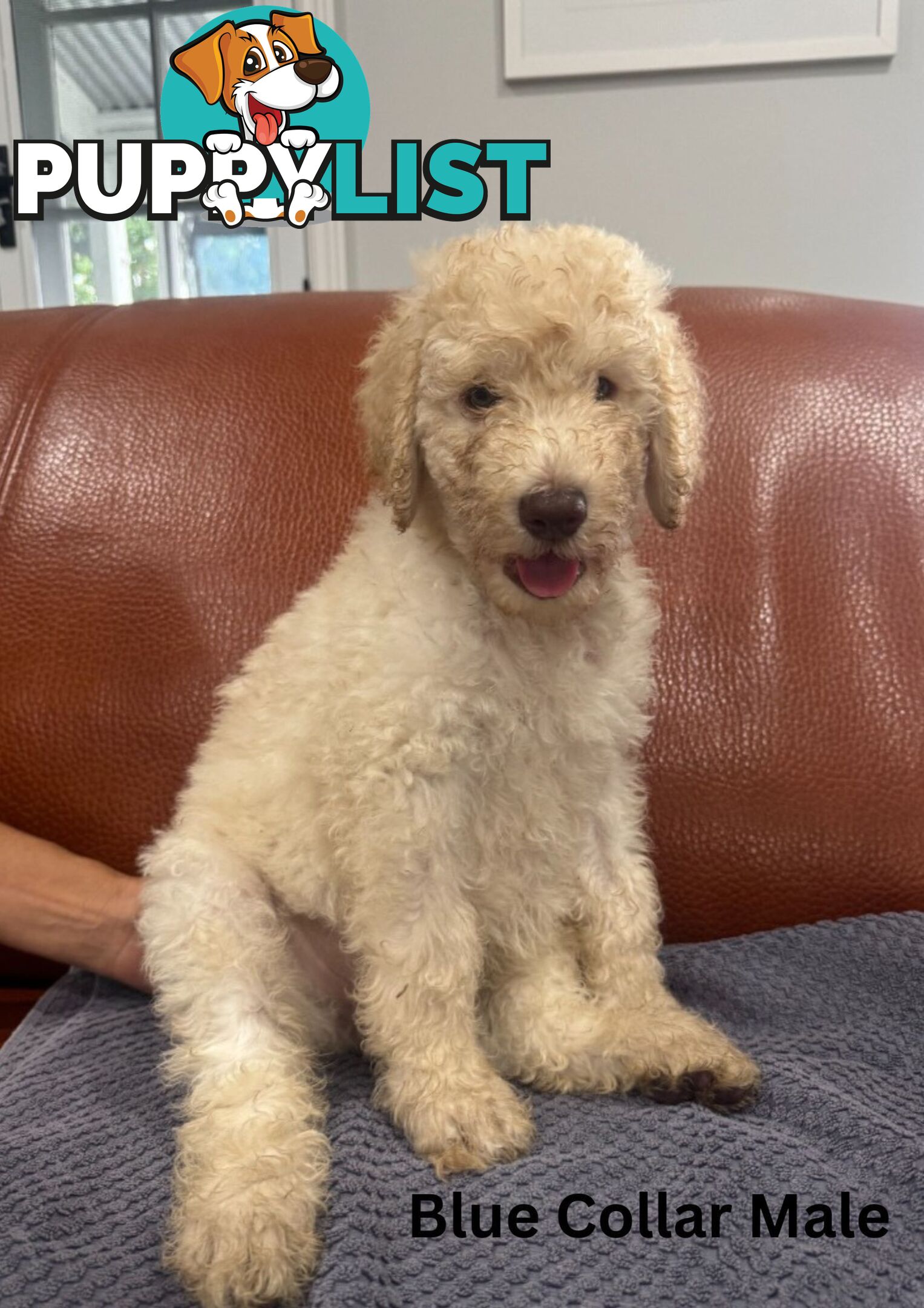 Standard Poodle Puppies