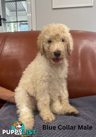 Standard Poodle Puppies