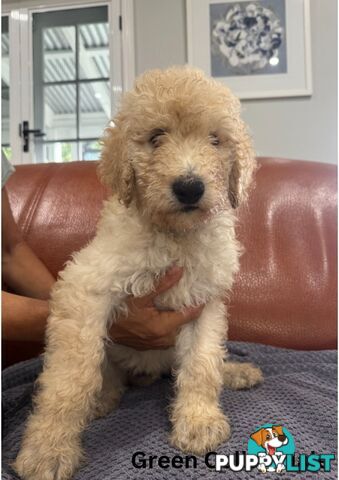 Standard Poodle Puppies