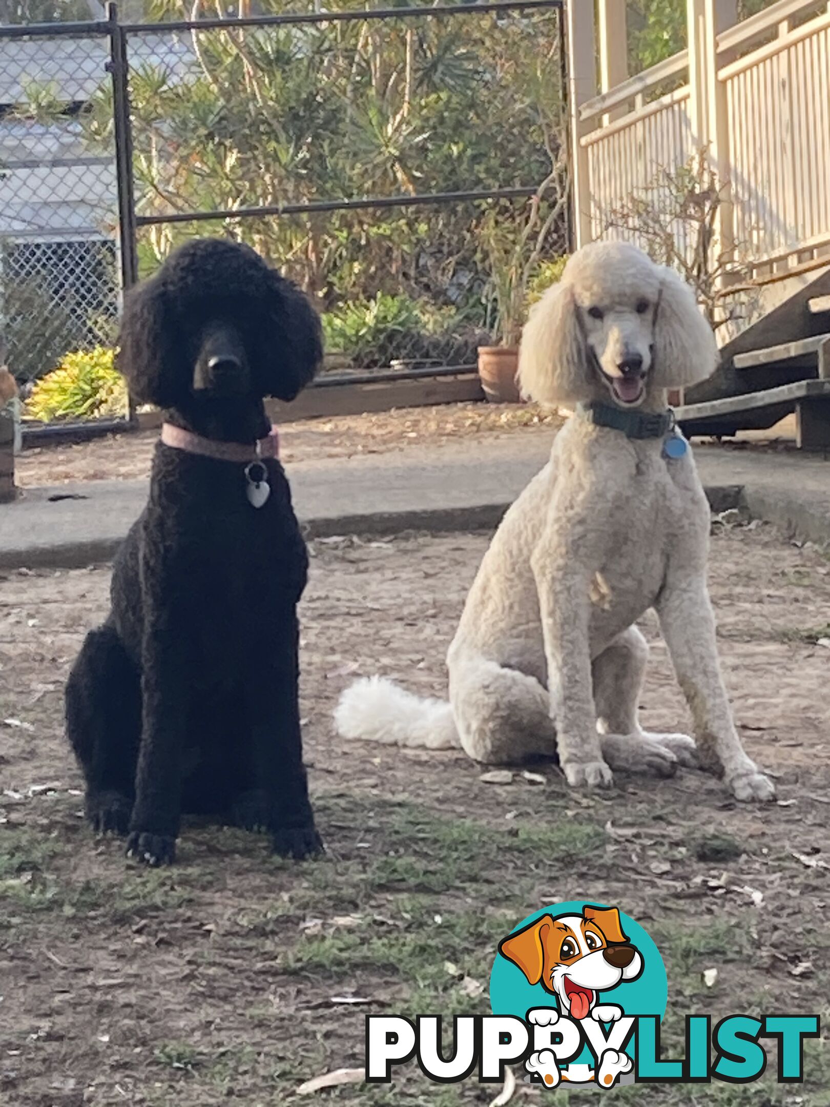 Standard Poodle Puppies