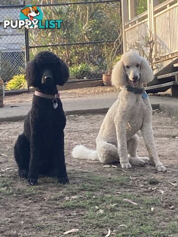 Standard Poodle Puppies