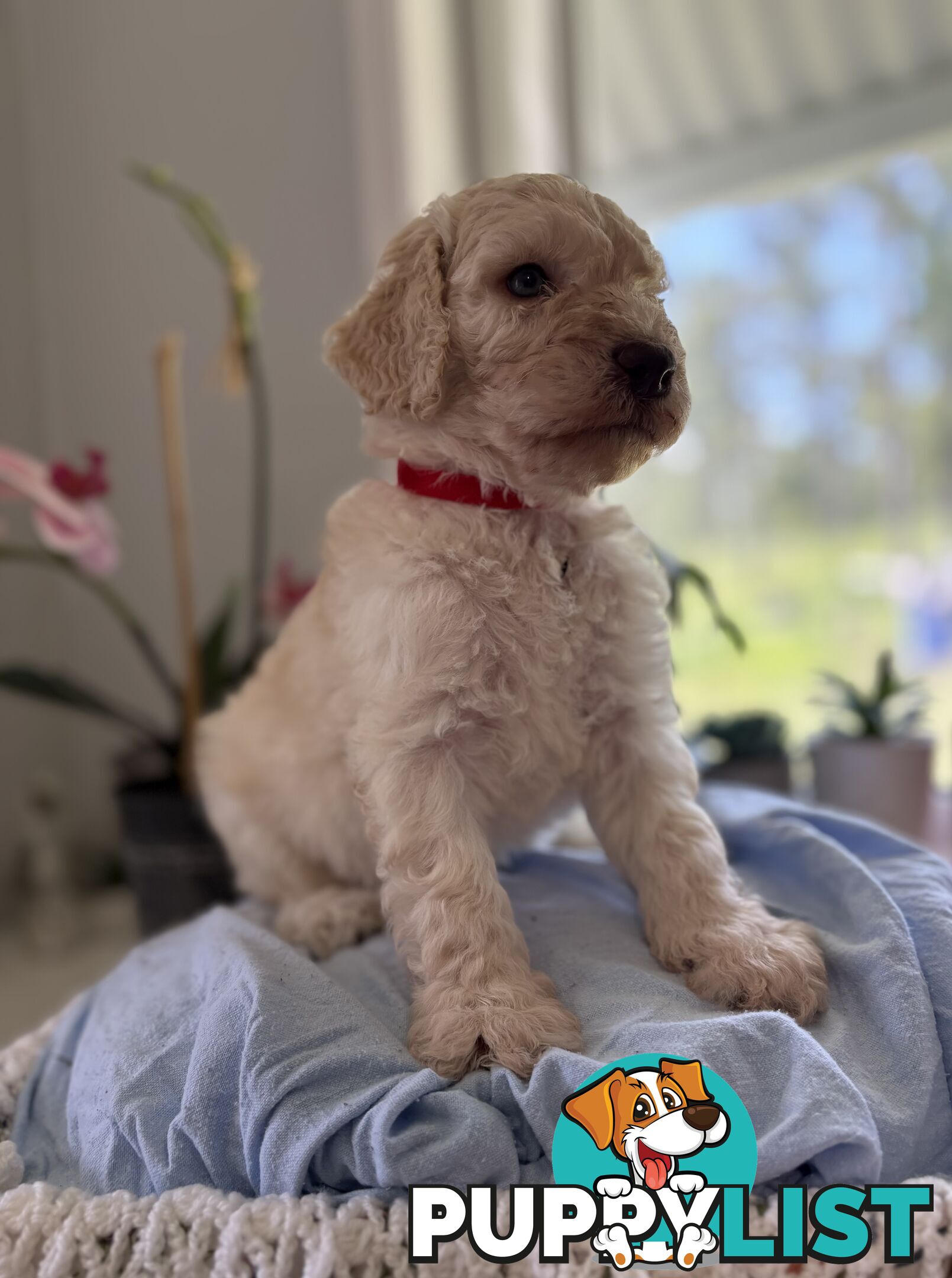 Standard Poodle Puppies