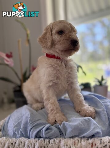 Standard Poodle Puppies