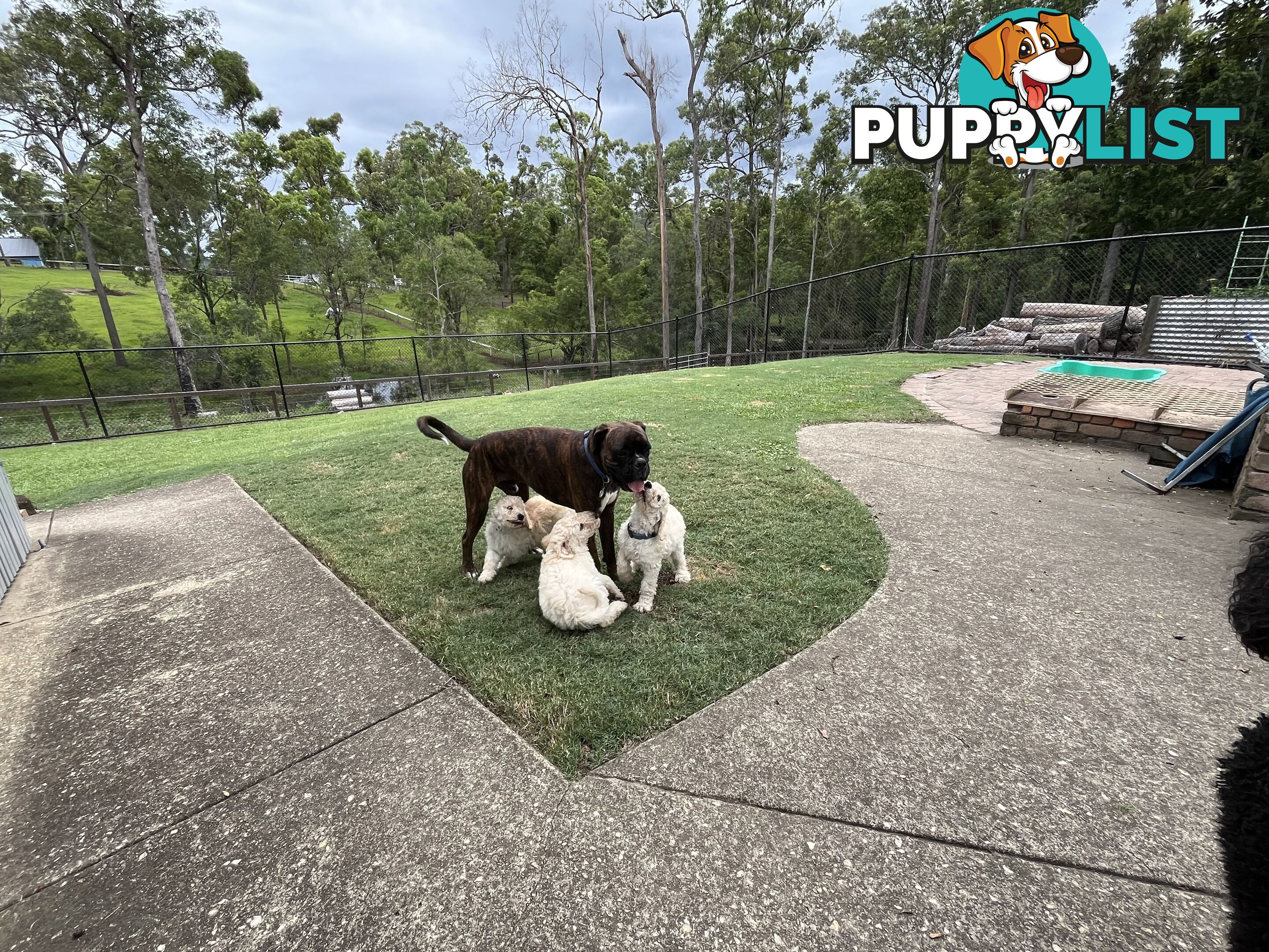 Standard Poodle Puppies