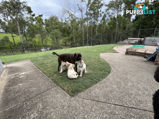 Standard Poodle Puppies