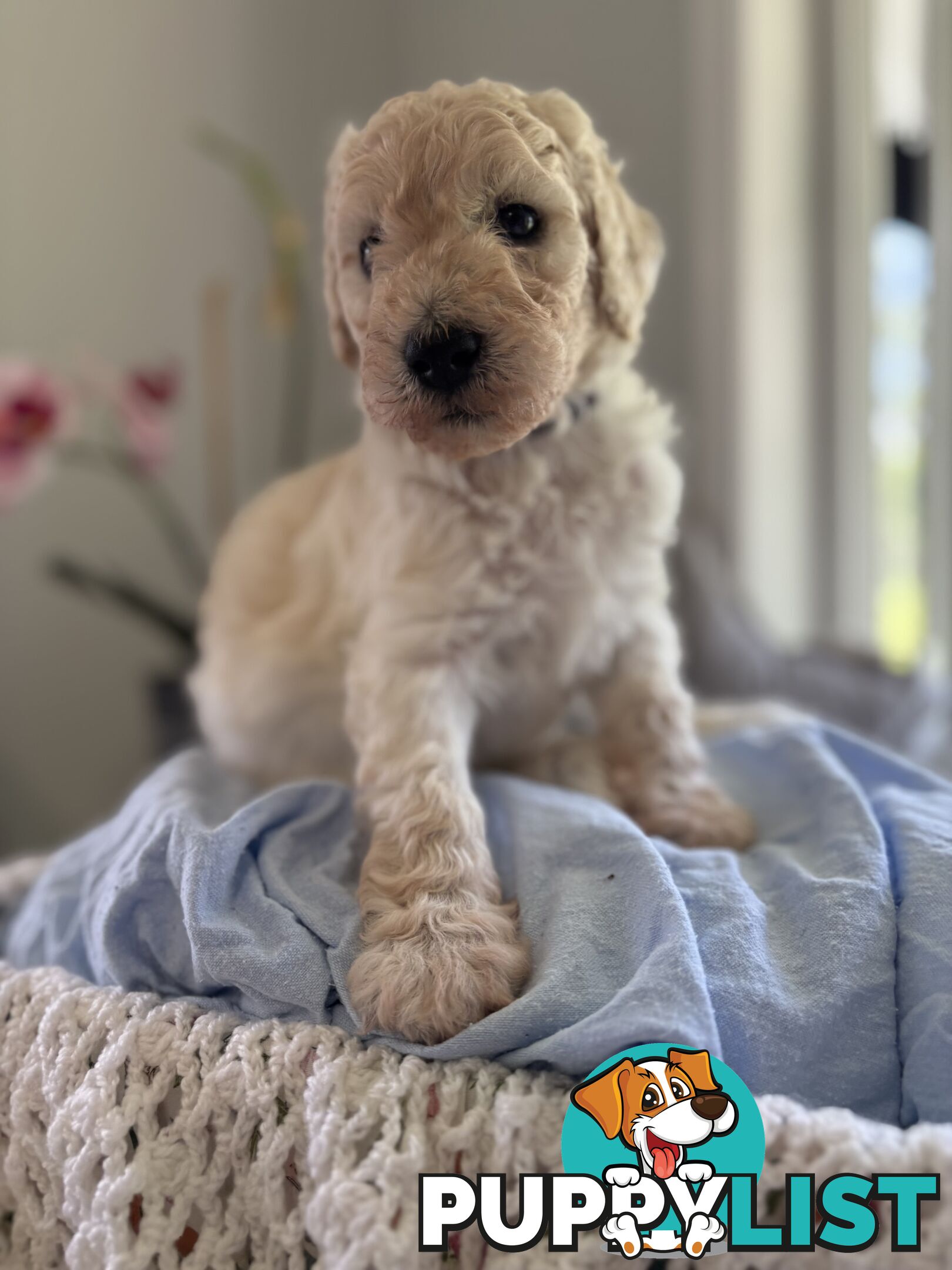 Standard Poodle Puppies