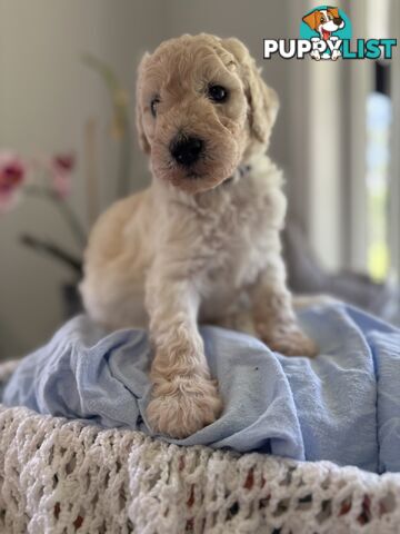 Standard Poodle Puppies