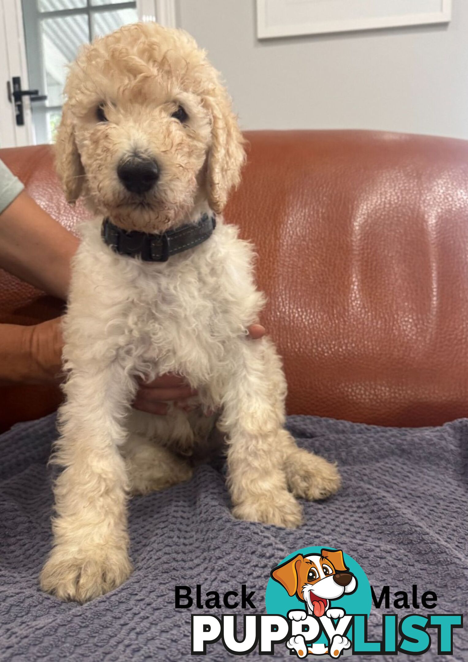 Standard Poodle Puppies