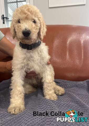 Standard Poodle Puppies