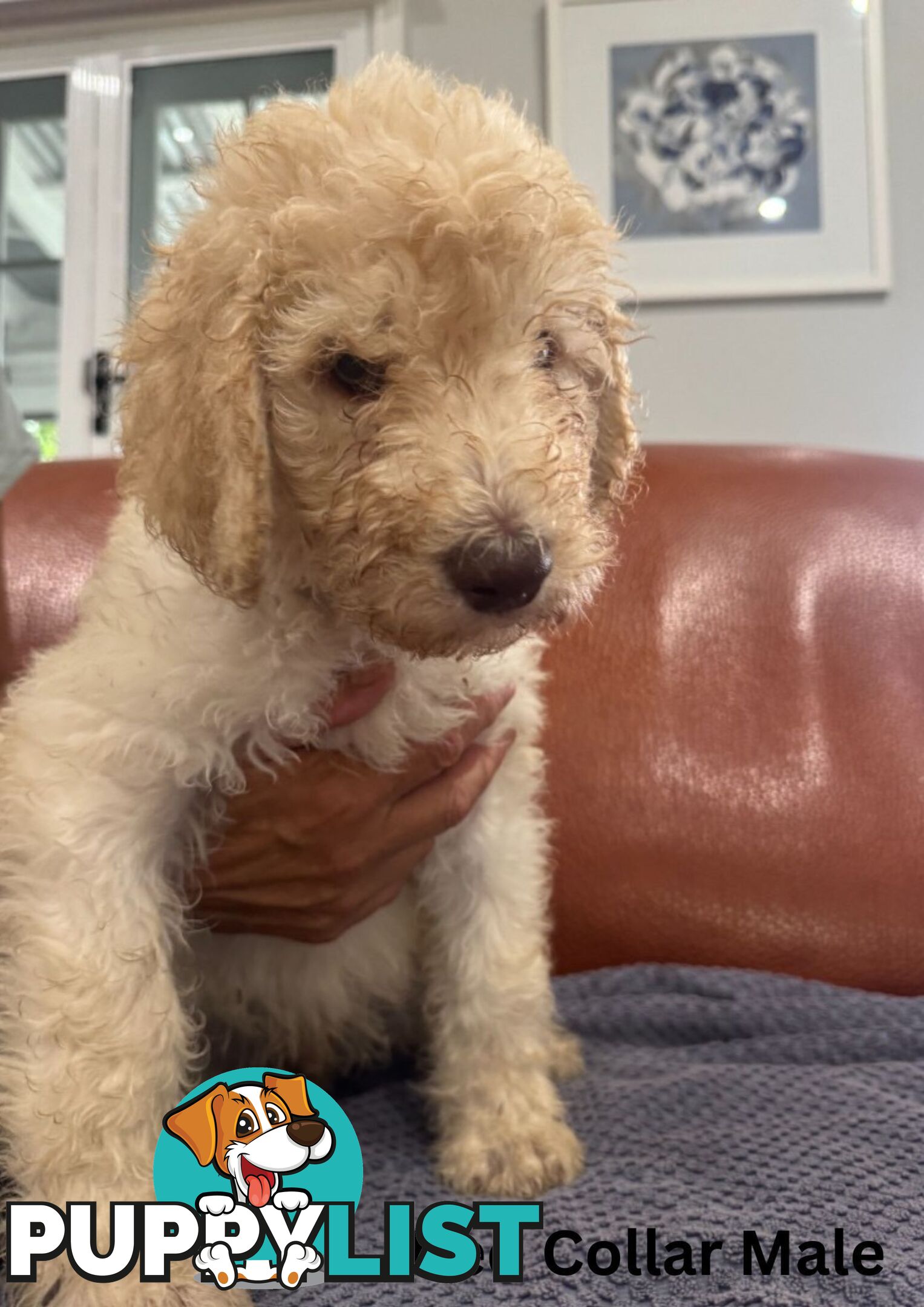 Standard Poodle Puppies