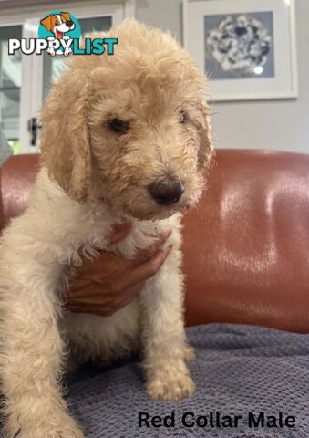 Standard Poodle Puppies