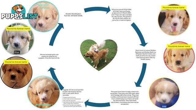 ONLY 3 LEFT - Beautiful Golden Retriever X Border Collie