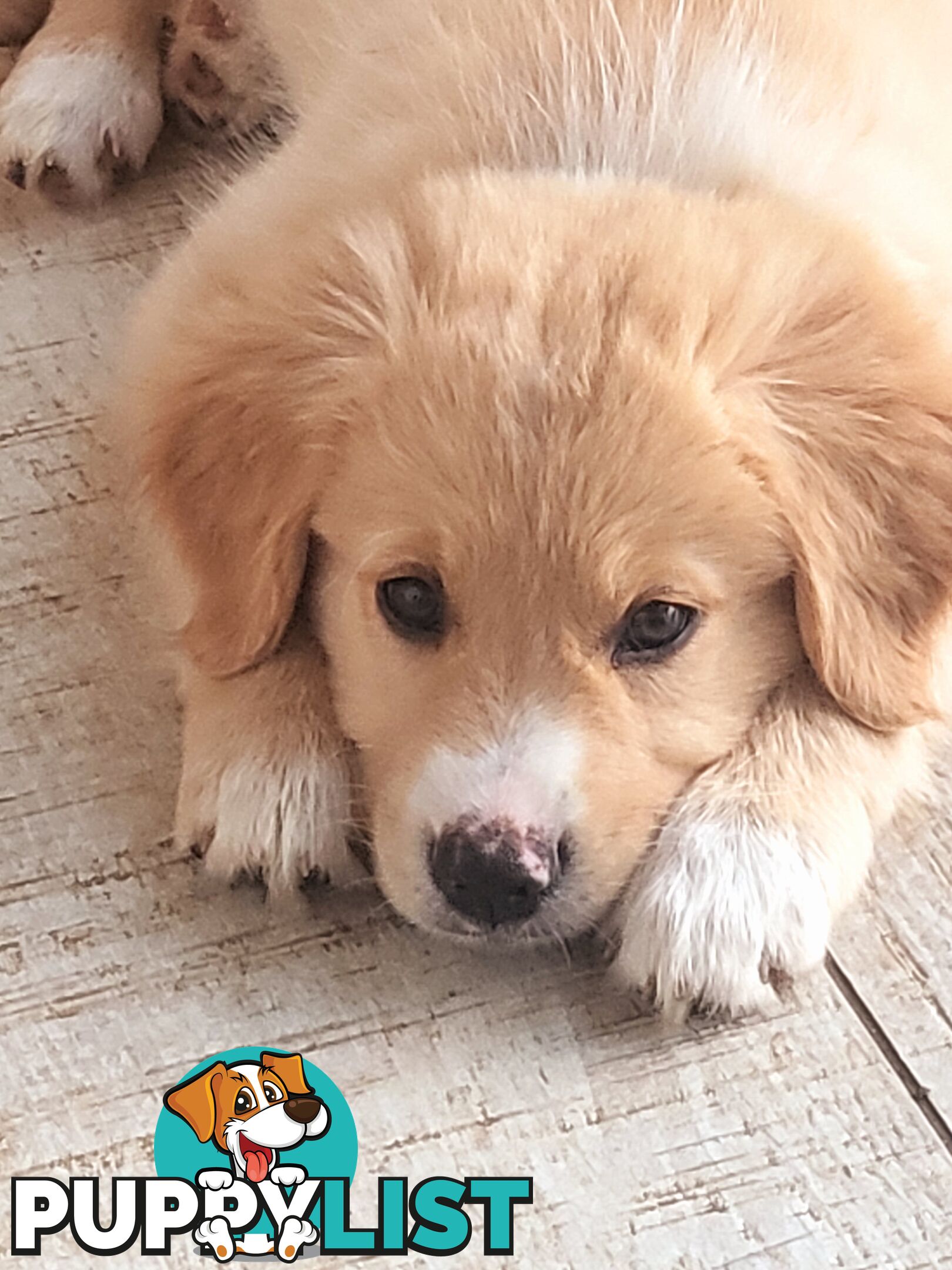 Beautiful Golden Retriever X Border Collie