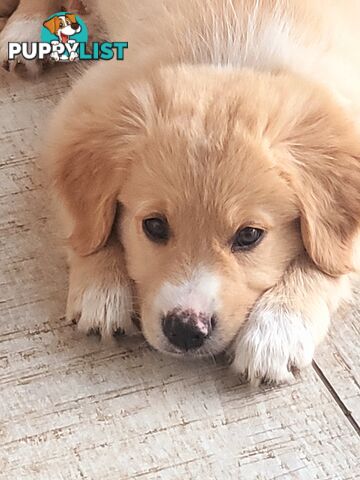 Beautiful Golden Retriever X Border Collie