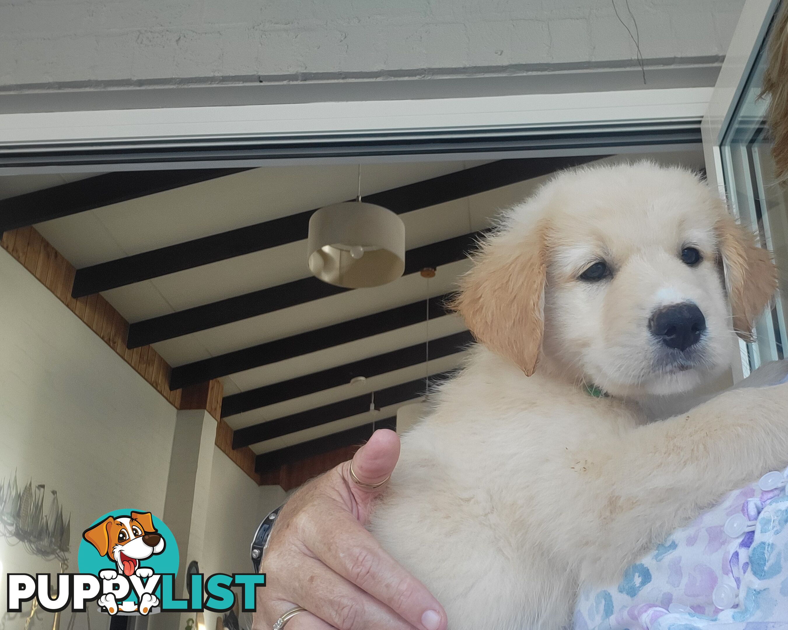 Beautiful Golden Retriever X Border Collie