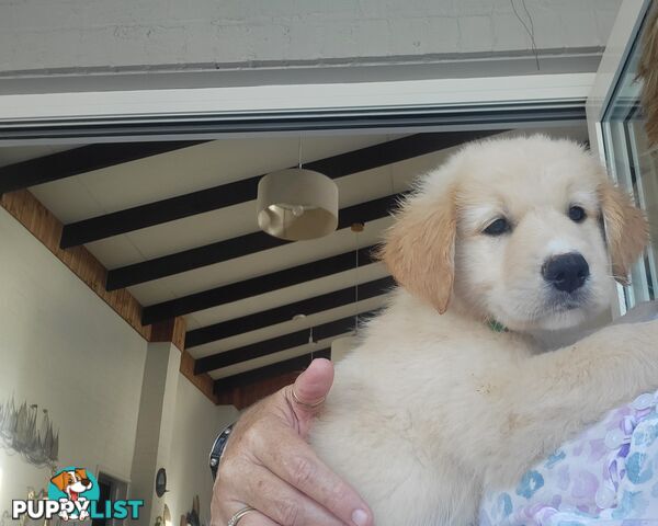Beautiful Golden Retriever X Border Collie