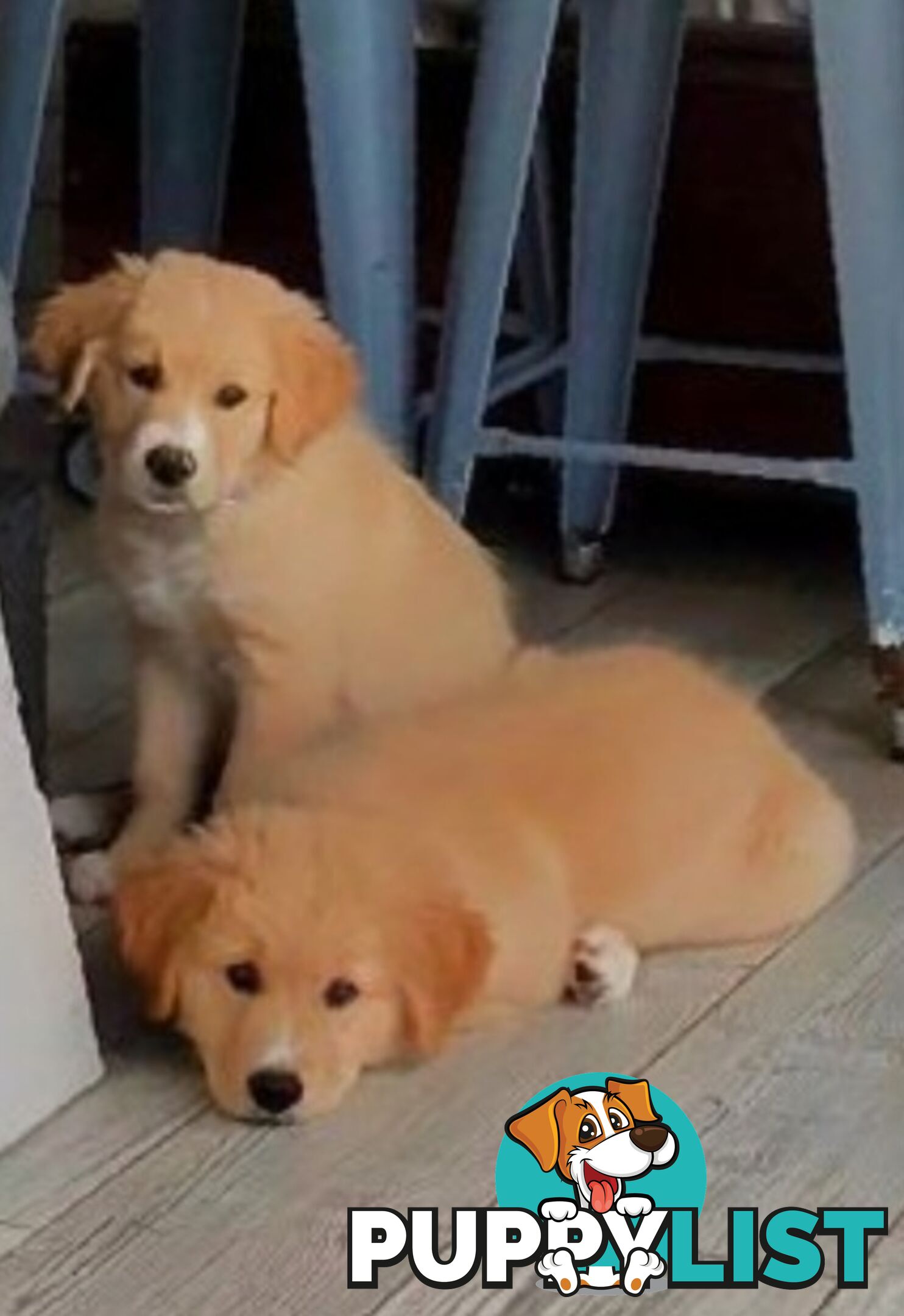 Beautiful Golden Retriever X Border Collie