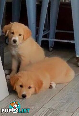 Beautiful Golden Retriever X Border Collie