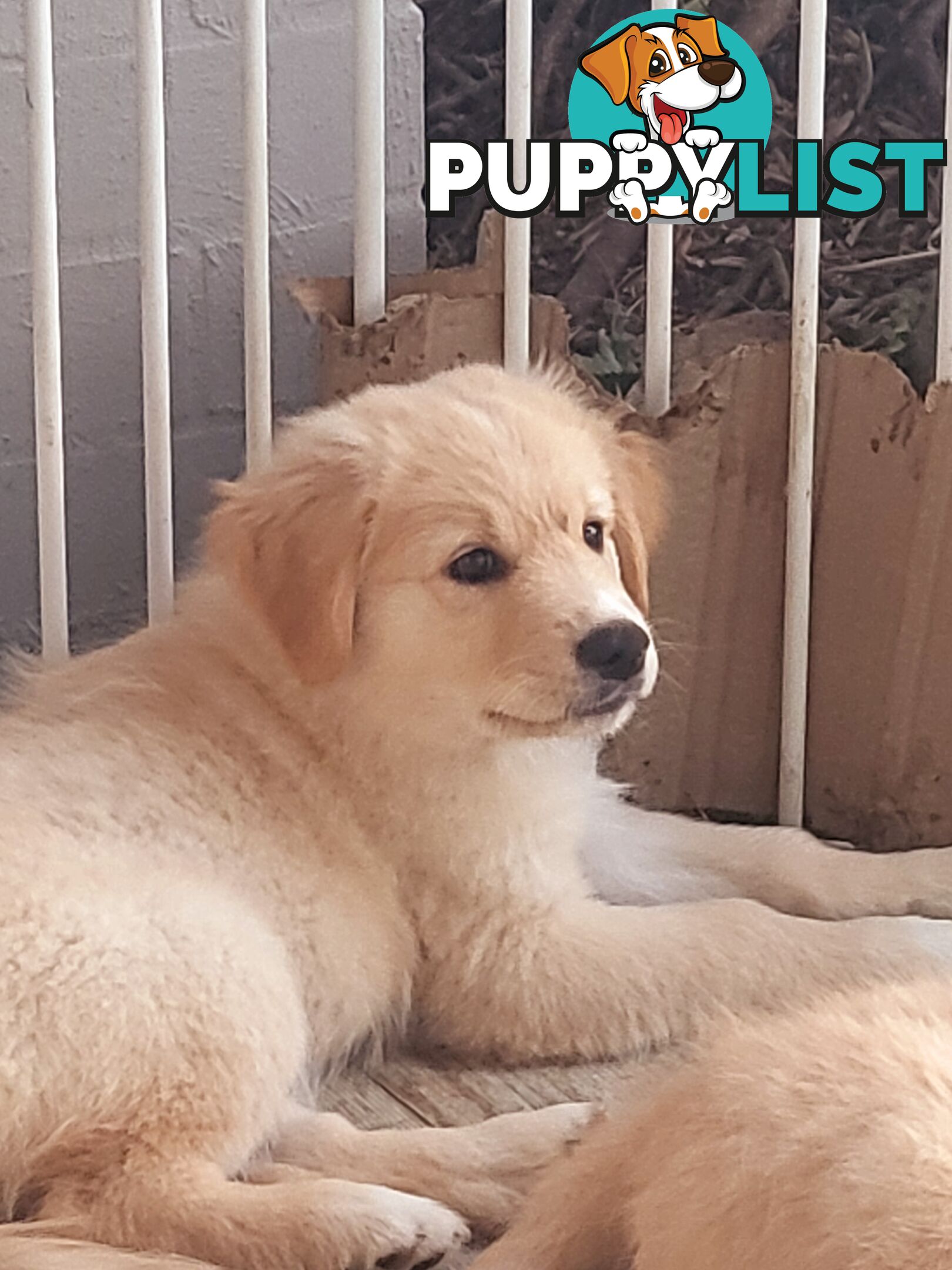 Beautiful Golden Retriever X Border Collie