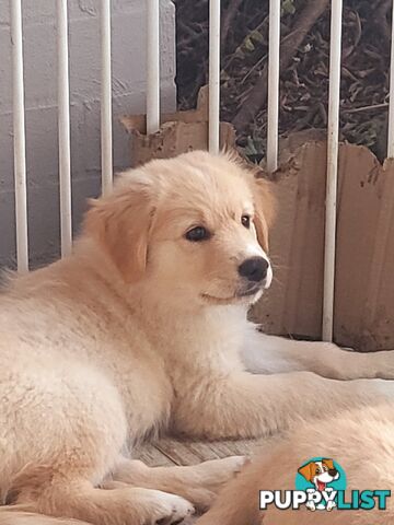 Beautiful Golden Retriever X Border Collie