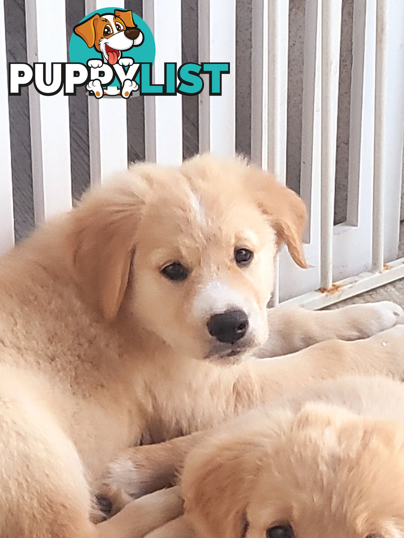 Beautiful Golden Retriever X Border Collie
