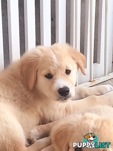 Beautiful Golden Retriever X Border Collie