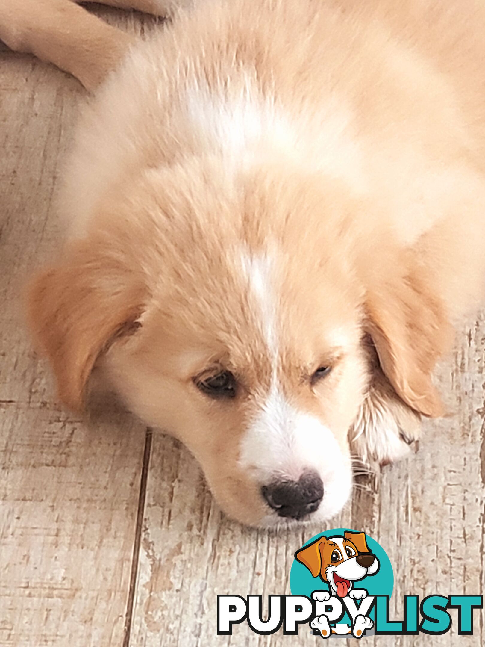 Beautiful Golden Retriever X Border Collie
