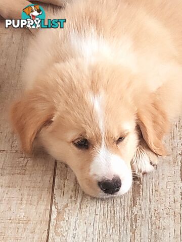 Beautiful Golden Retriever X Border Collie