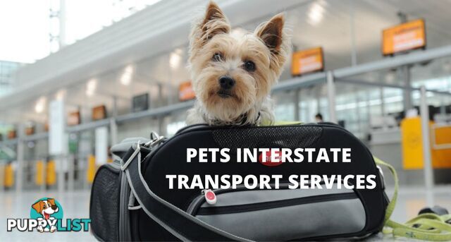 PETS TRANSPORT INTERSTATE