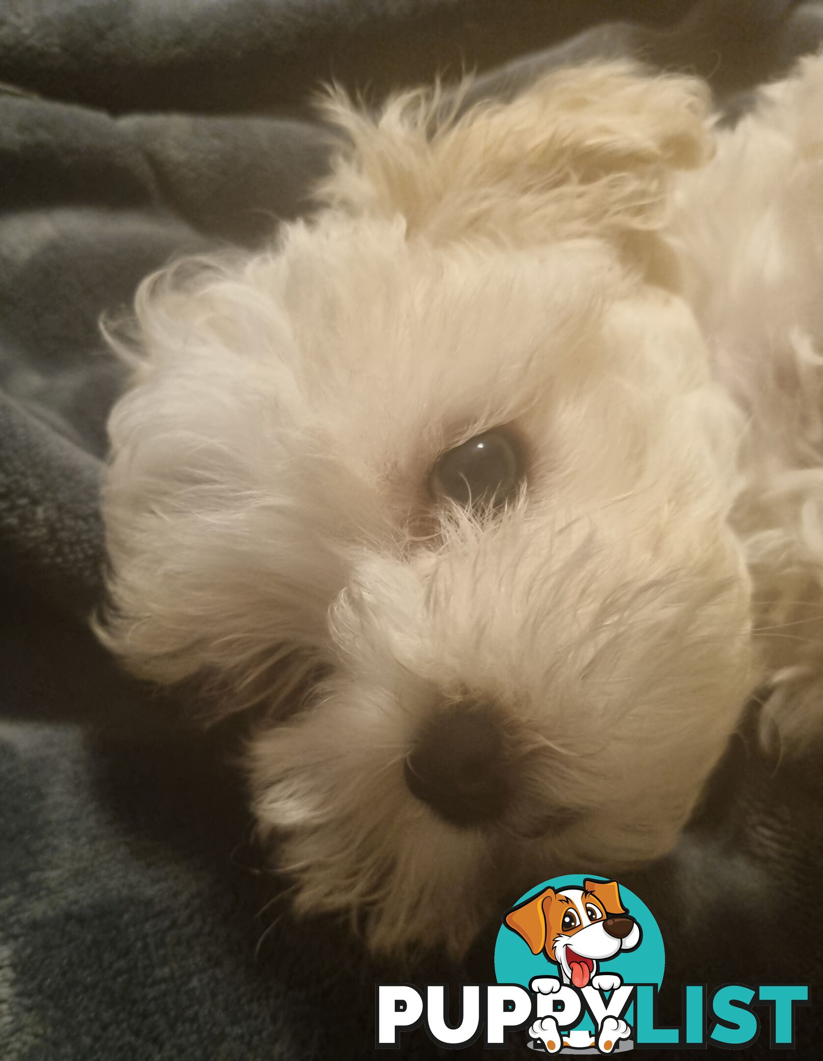 Gorgeous Maltese Shih Tzu x puppy