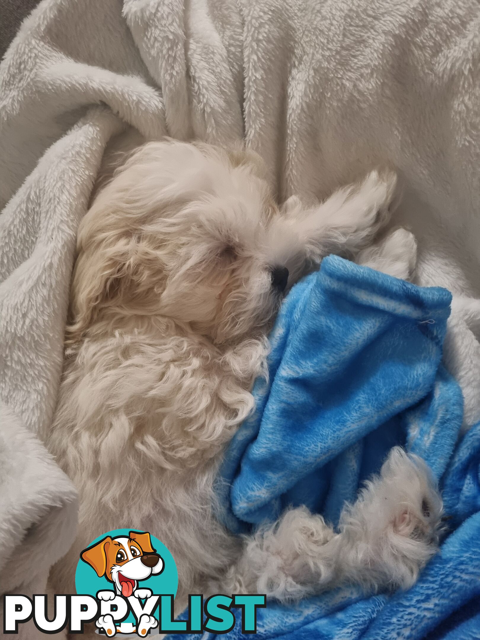 Gorgeous Maltese Shih Tzu x puppy