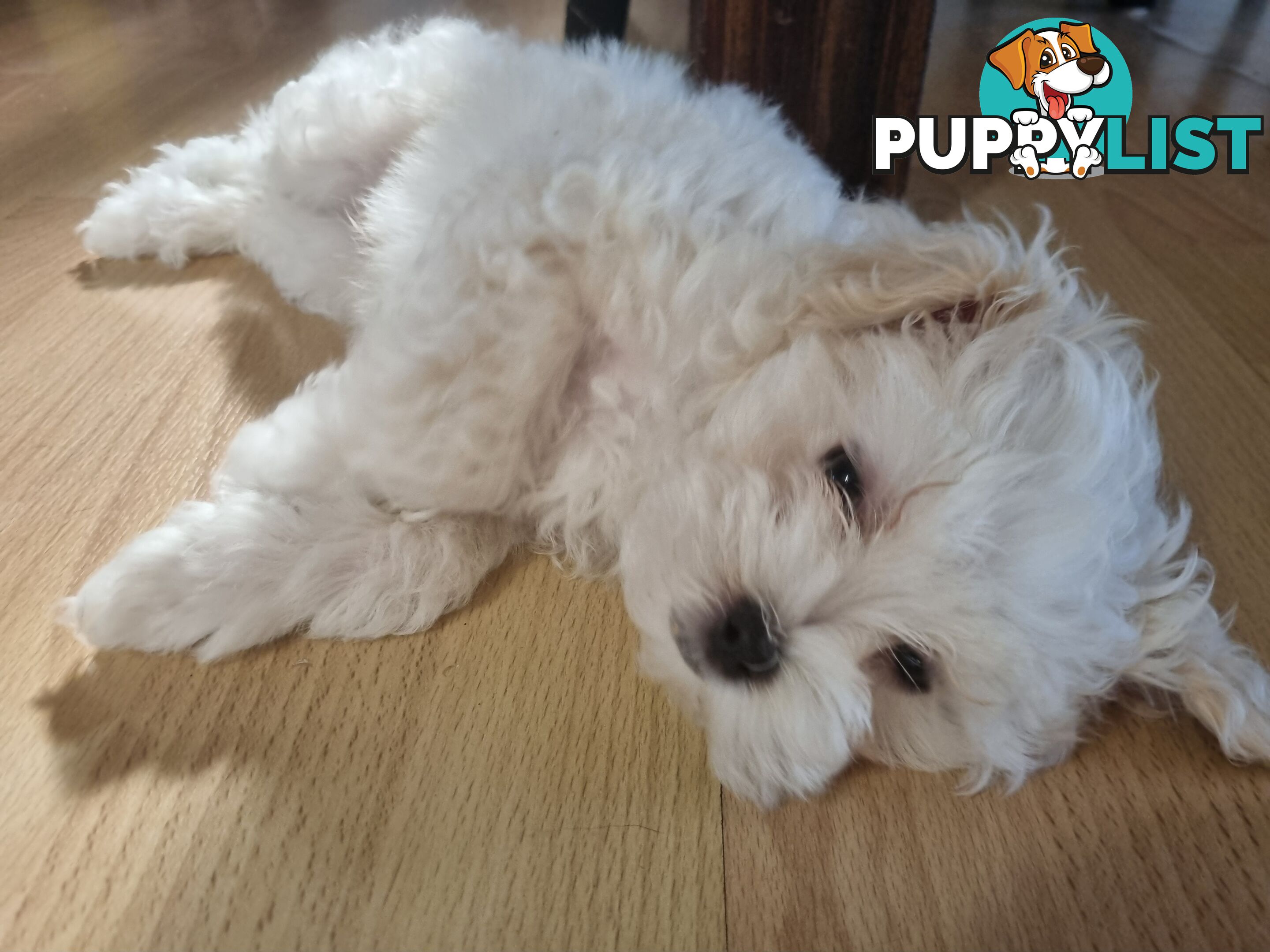 Gorgeous Maltese Shih Tzu x puppy