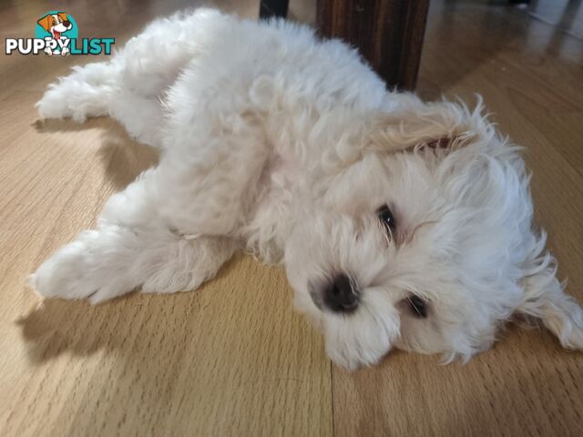 Gorgeous Maltese Shih Tzu x puppy