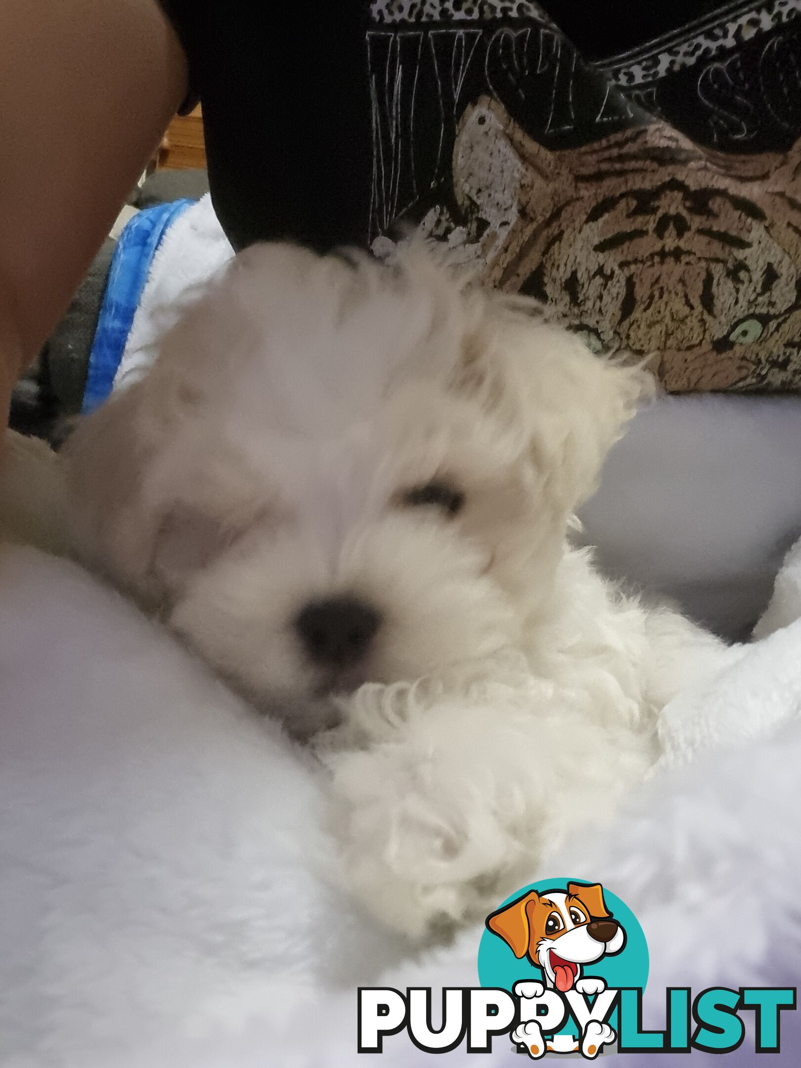 Gorgeous Maltese Shih Tzu x puppy