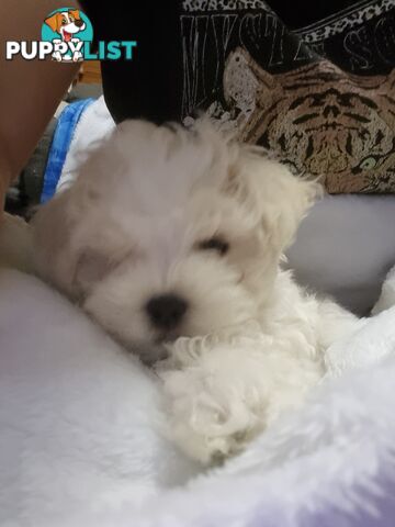 Gorgeous Maltese Shih Tzu x puppy