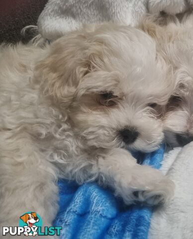 Gorgeous Maltese Shih Tzu x puppy