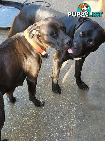 American Staffy puppies