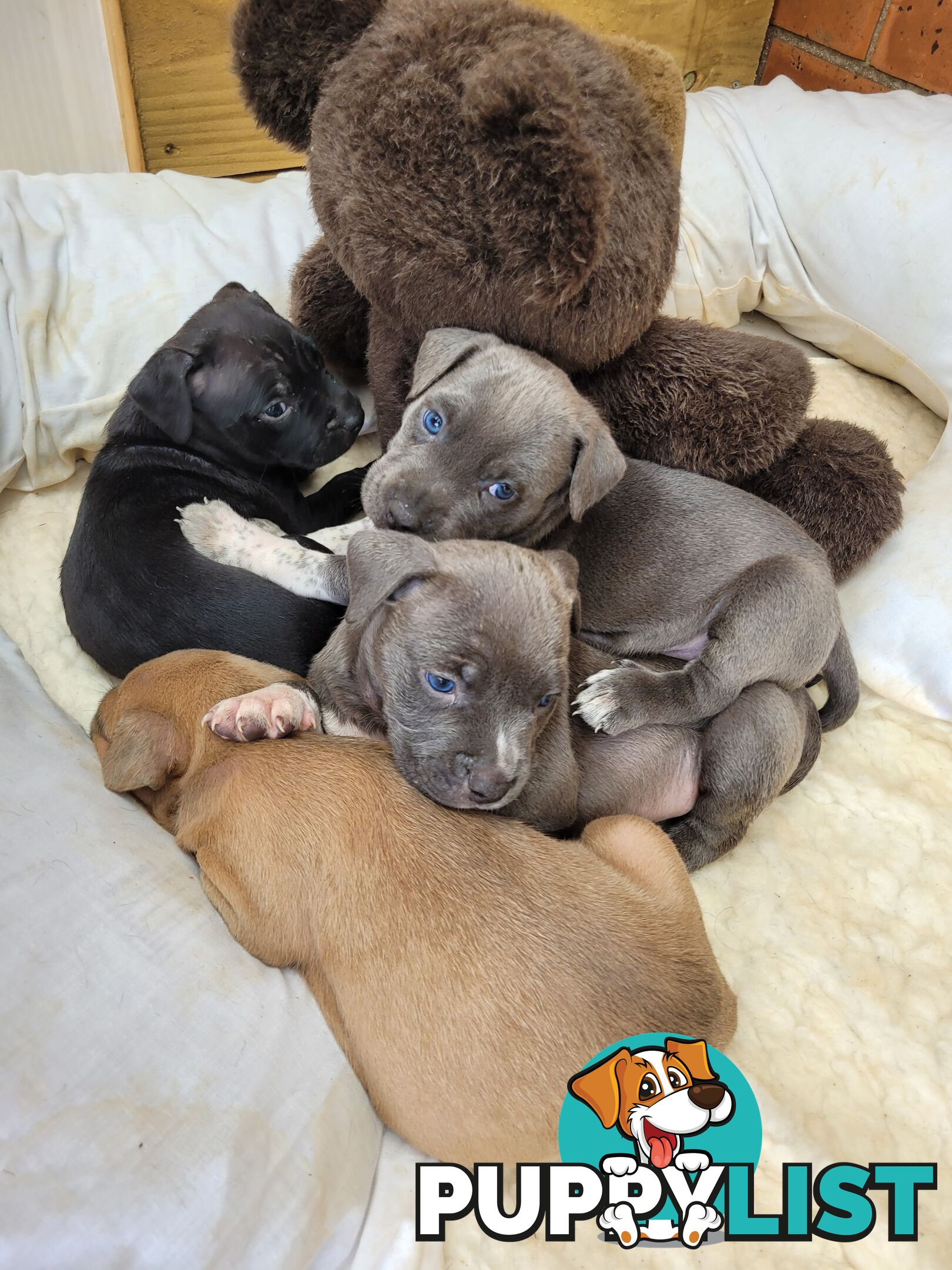 American Staffy puppies