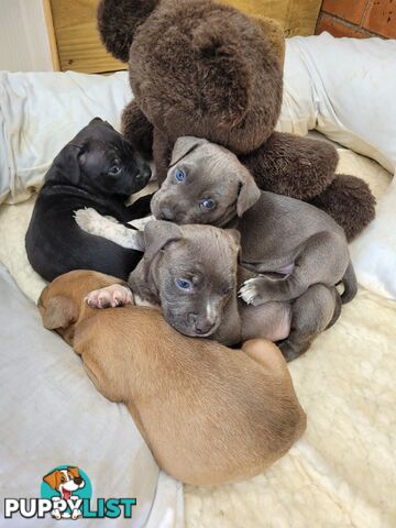 American Staffy puppies