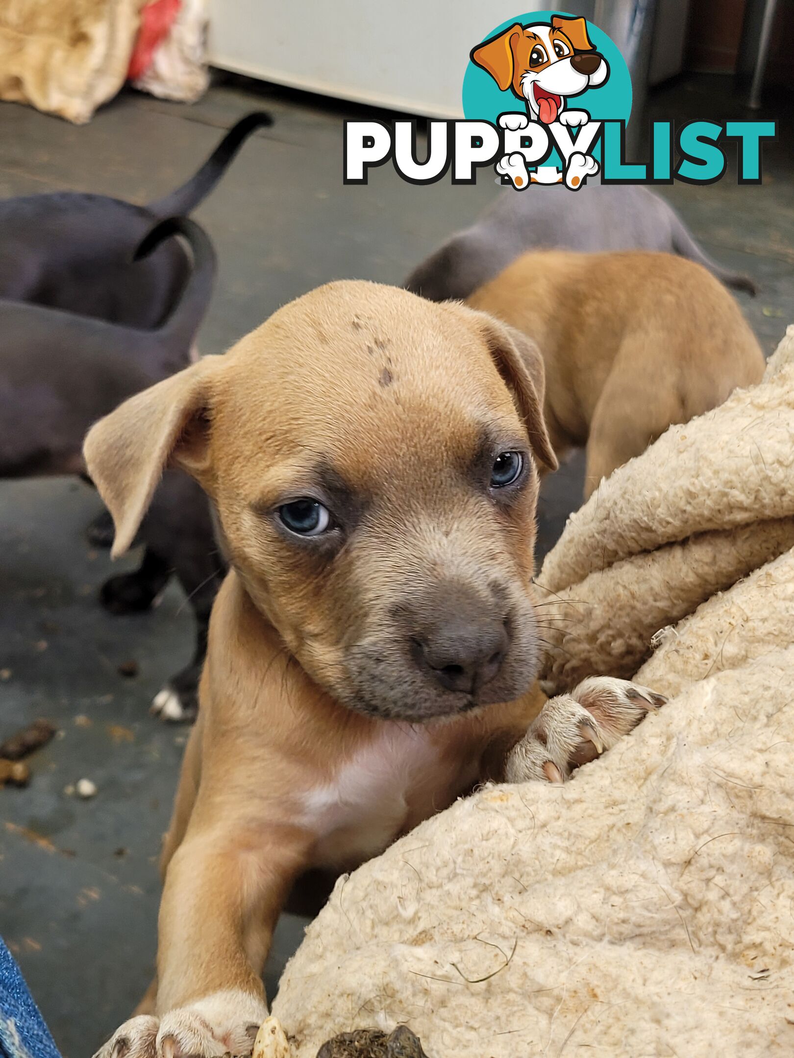 American Staffy puppies