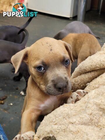 American Staffy puppies